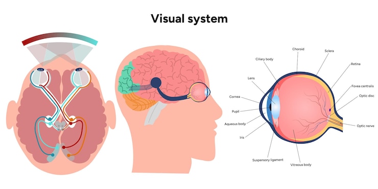 Vector núcleo supraquiasmático del hipotálamo diagrama de la corteza de la vía del sistema visual humano