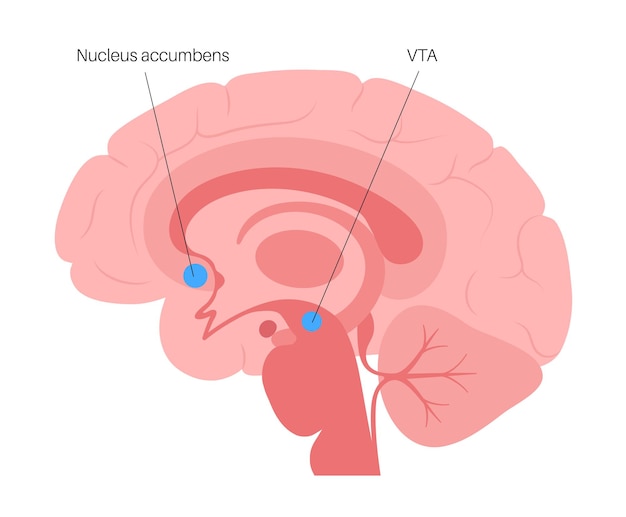 Nucleus accumbens y concepto vta. anatomía del cerebro humano. vector de corteza cerebral y cerebro