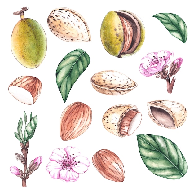 Nueces de almendra acuarela