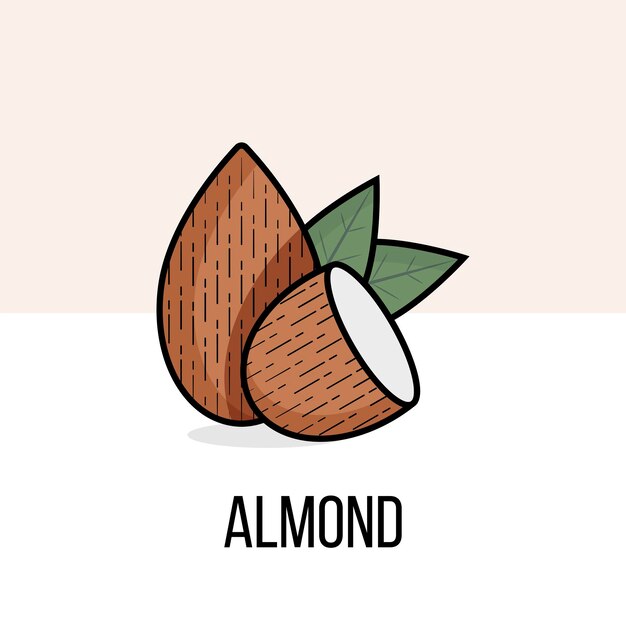 Nueces de almendra con hojas. Vector ilustración plana. Planta orgánica natural. Producto útil. Estilo de vida vegano. Icono de color almendra para libro de recetas o diseño de envases con contorno negro.