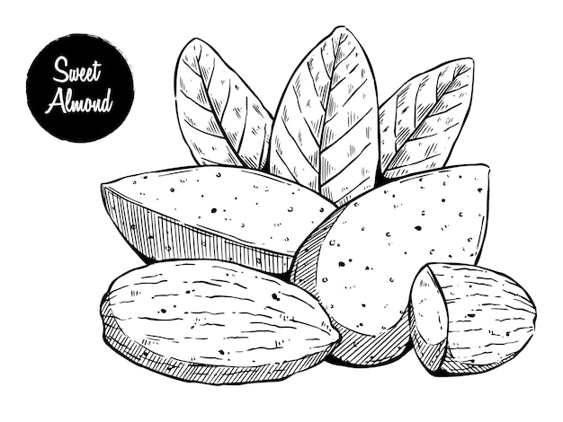 Vector nueces de almendras dulces con boceto de dibujo a mano o estilo vintage