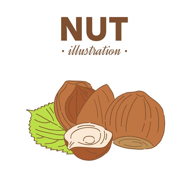 nueces de avellana dibujadas a mano con composición colorante nueces vectoriales