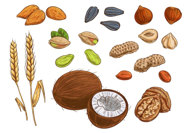Nueces, cereales y almendras. trigo, almendra, pistacho, coco, pipas de girasol, maní, avellana, nuez