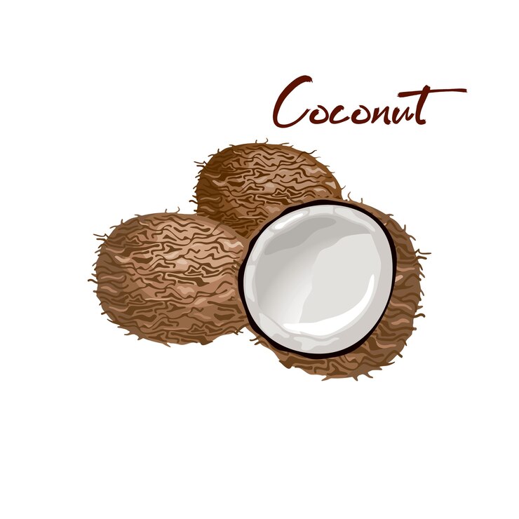 Vector nueces enteras y granos de coco