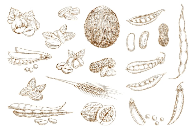 Nueces frijoles y legumbres boceto dibujado a mano