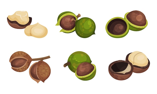 Nueces de macadamia o nueces de Queensland con conjunto vectorial de cáscara agrietada