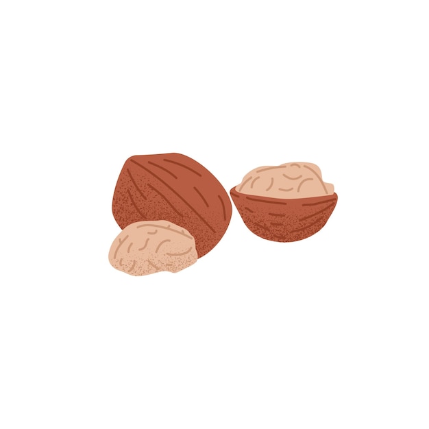 Nueces secas crudas peladas mitad y nueces enteras con cáscara Frutas frescas de granos maduros en pocas palabras Bocadillo de comida saludable Superalimento vegano Ilustración vectorial plana aislada en fondo blanco