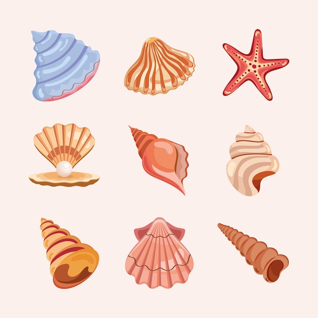 Nueve iconos de conchas de mar