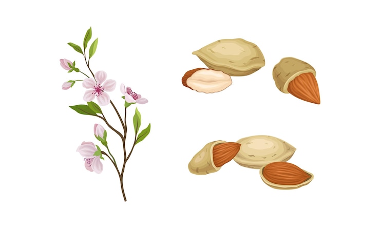 Vector la nuez de almendra como semilla comestible y el conjunto de vectores de ramas de plantas con flores en flor