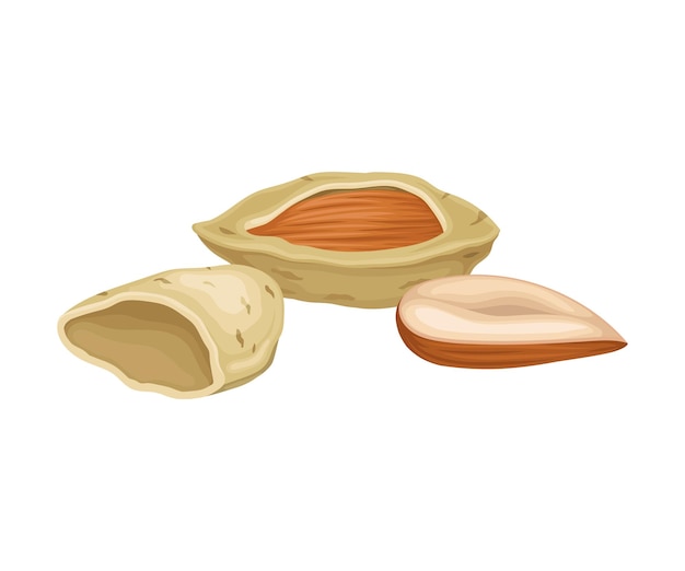Nuez de almendra entera y mitad dividida aislada en fondo blanco artículo vectorial concepto de nutrición de bocadillos orgánicos crudos