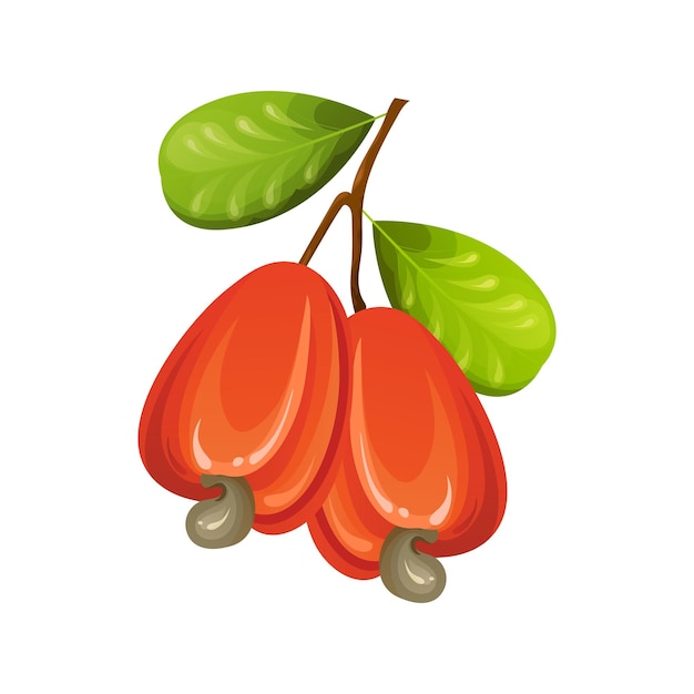 Nuez de marañón rojo fruta amarilla exótica inmadura y madura con hojas verdes ilustración vectorial de dibujos animados