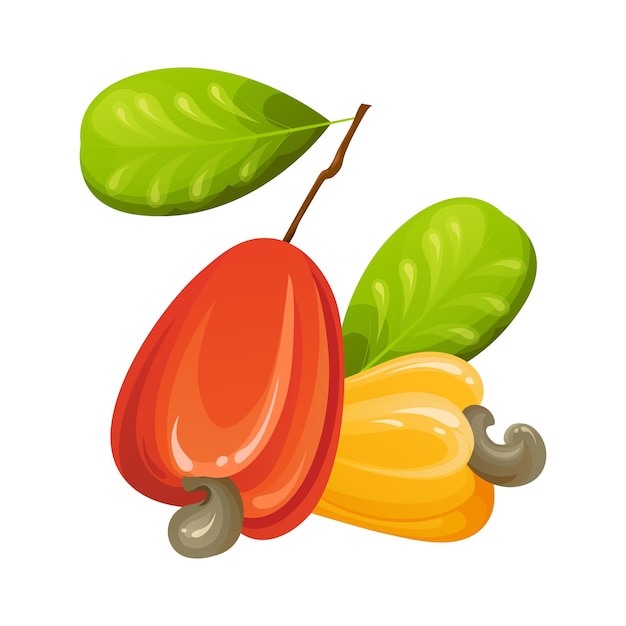 Nuez de marañón rojo Fruta amarilla exótica inmadura y madura con hojas verdes Ilustración vectorial de dibujos animados