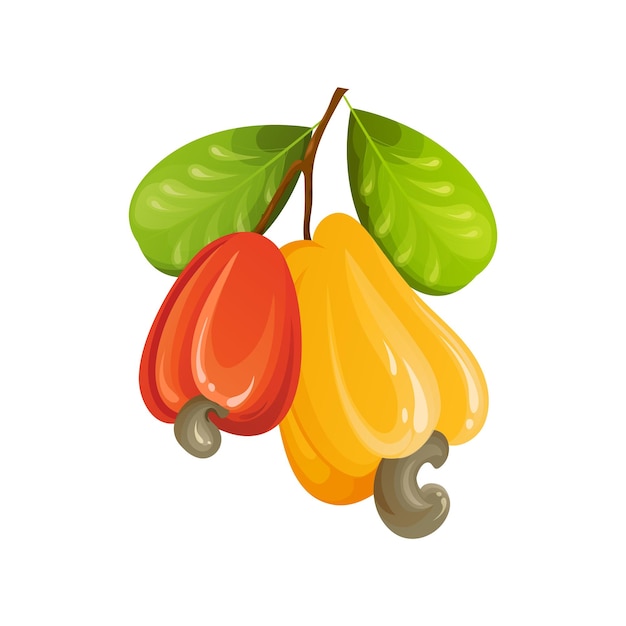 Vector nuez de marañón rojo fruta amarilla exótica inmadura y madura con hojas verdes ilustración vectorial de dibujos animados