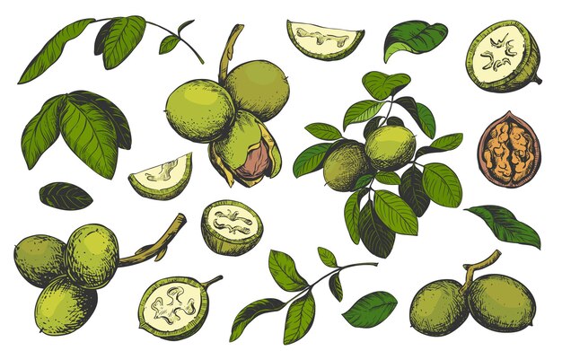 Nuez vectorial en técnica de grabado en color Semillas de nuez inmaduras enteras y mitades Hojas y ramas