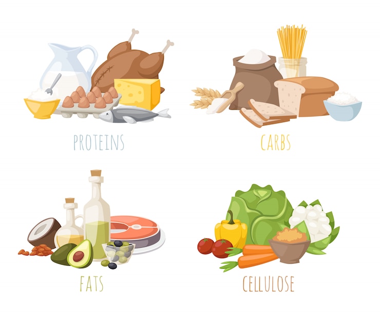 Vector nutrición saludable, proteínas, grasas, carbohidratos, dieta equilibrada, cocina, culinaria y concepto de alimentos vector.