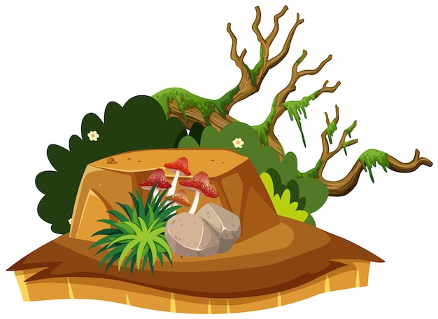 Objeto de la naturaleza para la decoración.