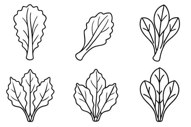 Obra artística suiza de Chard Slice Line Enfoque minimalista de la anatomía de las hojas