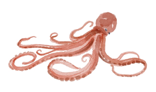 Octopus en acuarela sobre un fondo blanco