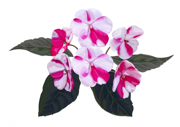 Vector ocupado lizzie o impatiens flor hermoso ramo ilustración