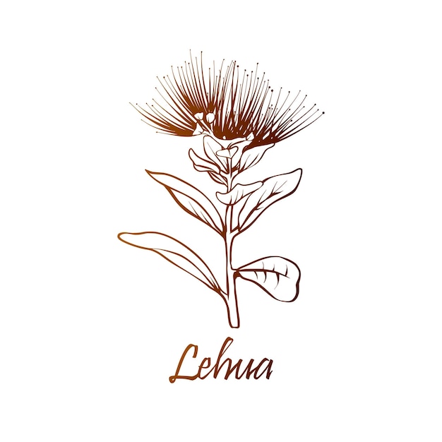 Ohia Lehua flor del estado de Hawai Ilustración vectorial botánica dibujada a mano