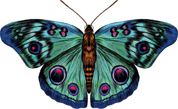 Vector el ojo de pájaro mariposa verde rosa azul turquesa fabuloso código de barras hermosa ilustración vectorial