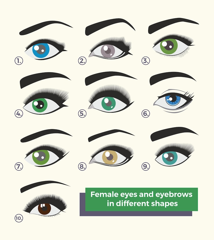 Vector ojos y cejas femeninas en diferentes formas tutorial de maquillaje conjunto o colección pestañas