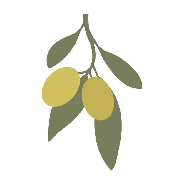 oliva plana4