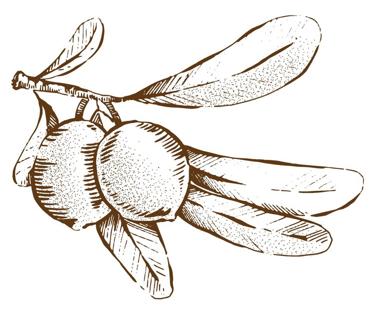 Vector oliva02