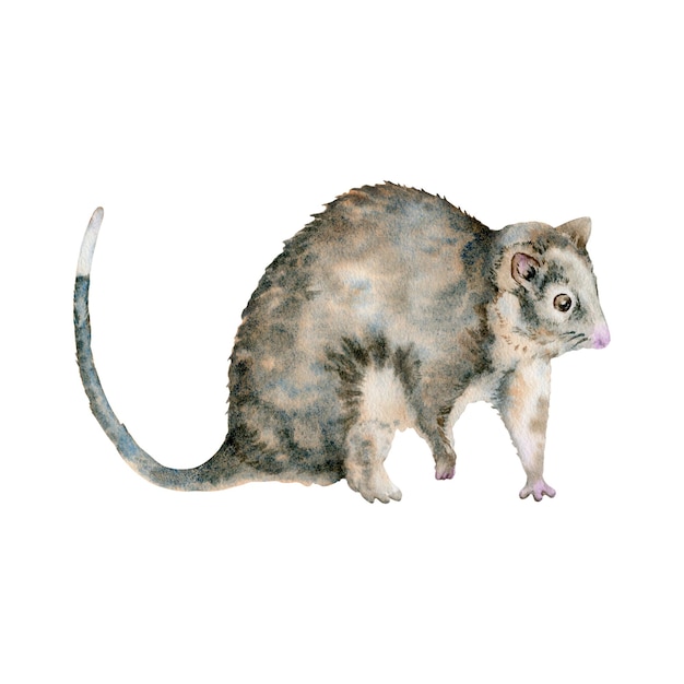 Vector opossum de cola anillada animal marsupial nocturno nativo de australia ilustración de acuarela aislada