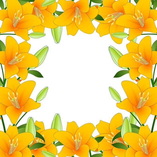 Orange Lily Border en el fondo blanco