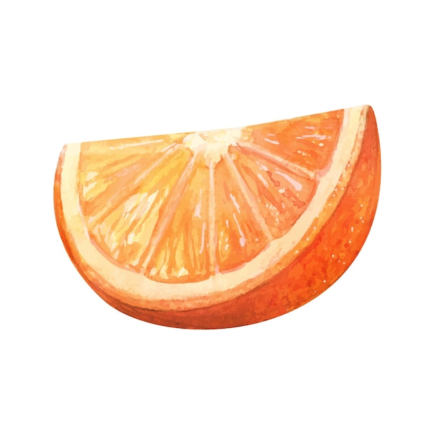 Orange rebanada acuarela dibujo cortado jugosas deliciosas frutas cítricos ilustración acuarela dulce