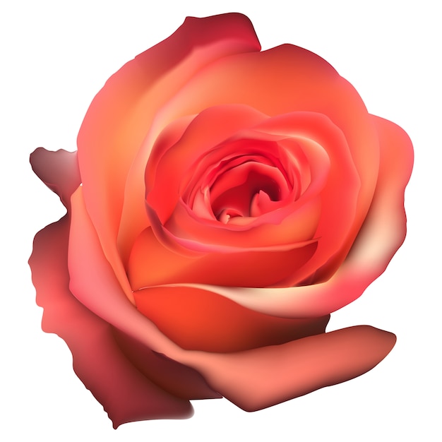 Orange Rose Flower aislado.
