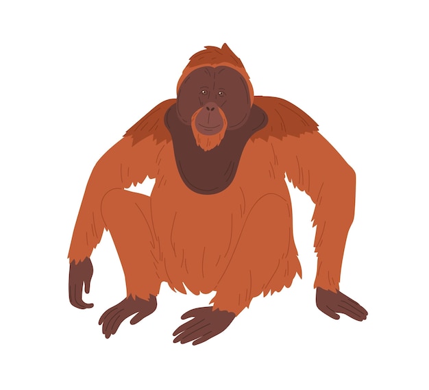 Orangután de Borneo o mono peludo marrón grande con extremidades largas. Mono peludo rojizo sentado aislado sobre fondo blanco. Animal asiático con hocico amistoso sonriente. Ilustración de vector plano coloreado.
