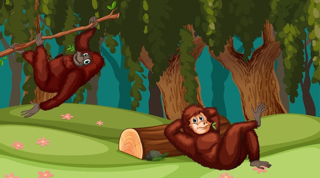 Orangutanes en escena de la jungla