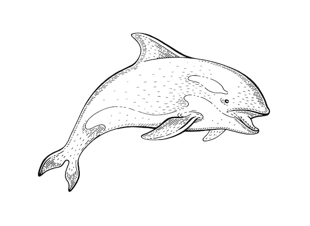 Orca Killer Whale sketch vintage vector ilustración Mar animal dibujado a mano línea arte