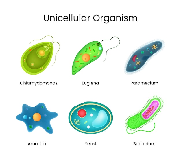 Organismos unicelulares Descripción general y clasificación