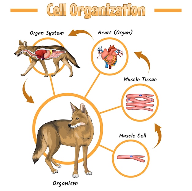 Organización celular de coyote