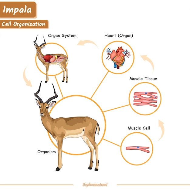 Organización celular en un impala
