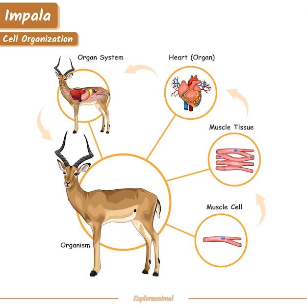 Vector organización celular en un impala