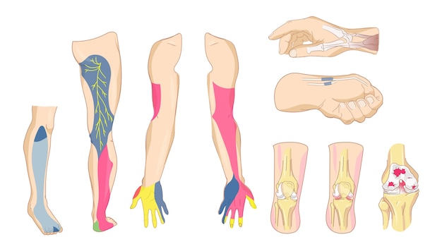 Vector Órgano y articulación