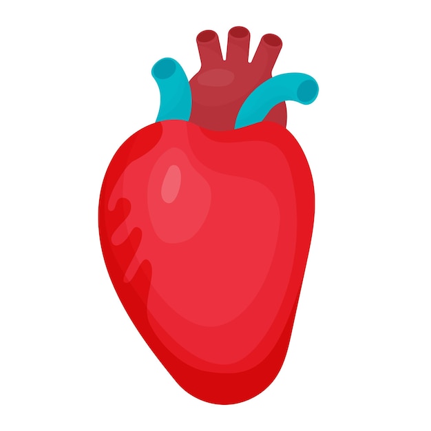 Órgano de cardiología humana del corazón