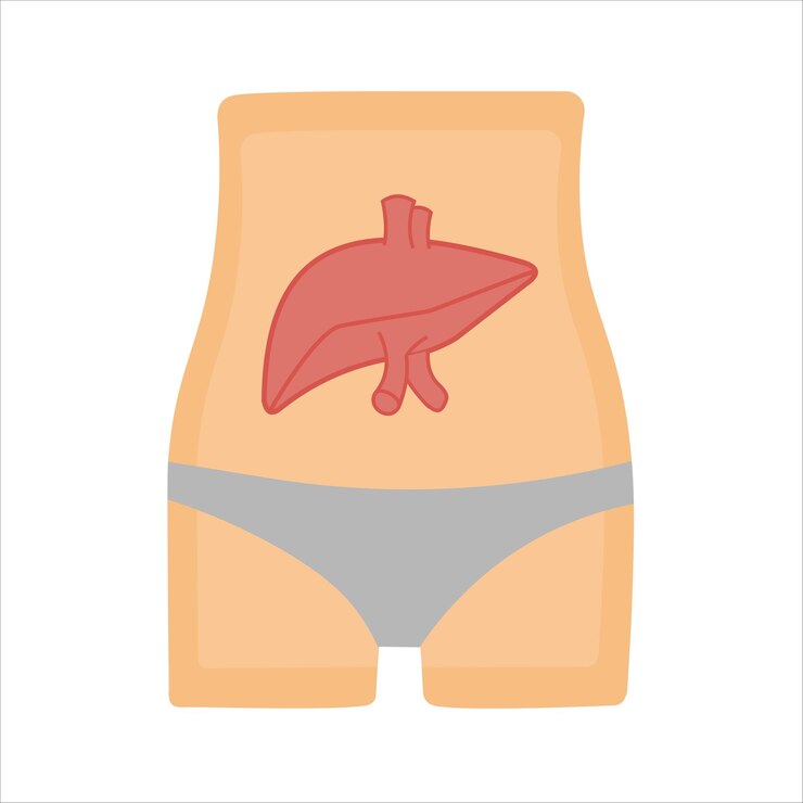 El órgano hepático de un cuerpo humano sano Salud humana Un sistema hepático que funcione correctamente
