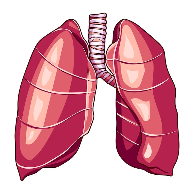 Vector Órganos del cuerpo en el cuerpo humano