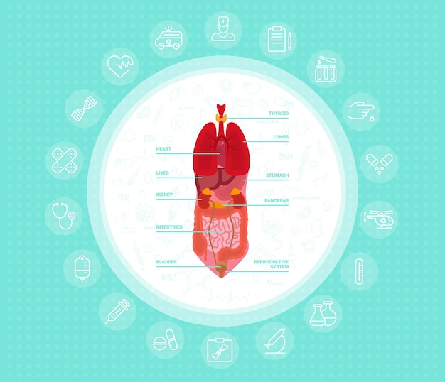 Vector Órganos del cuerpo humano con estómago, pulmones, riñones, corazón, hígado, intestino, sistema reproductivo, ilustración