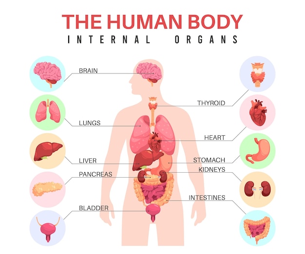 Órganos en el cuerpo humano silueta anatómica del hombre órganos internos infografías educativas cartel biológico médico con estómago y vejiga pulmones y cerebro concepto vectorial ordenado
