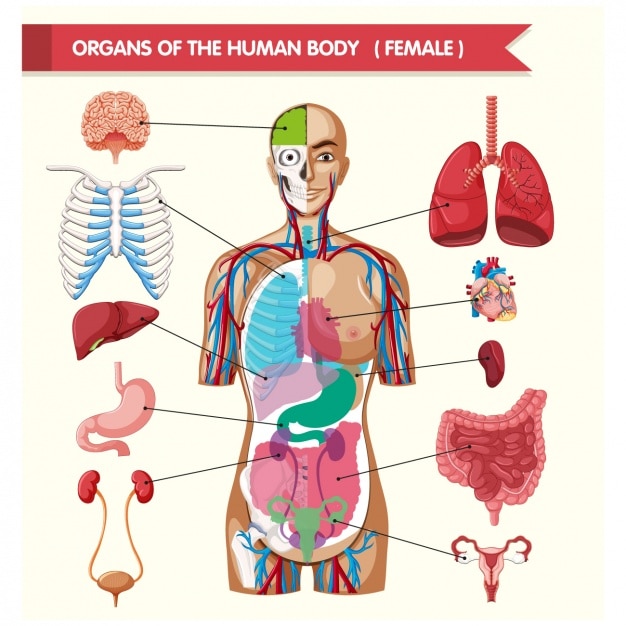 Vector Órganos del cuerpo humano