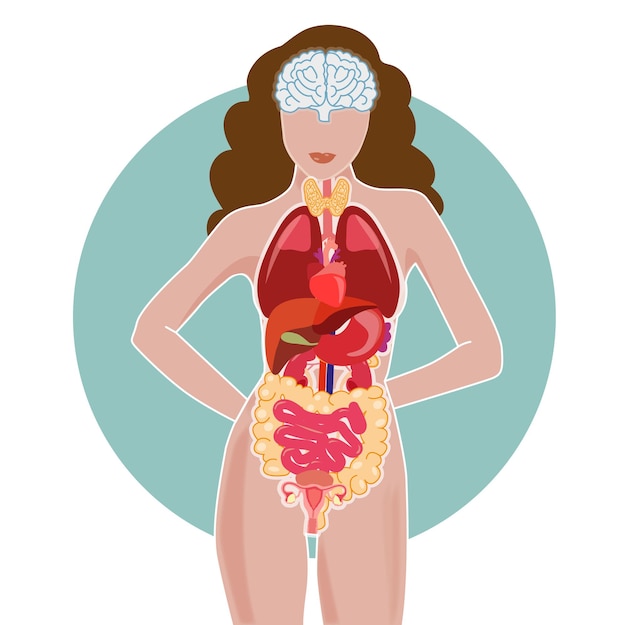 Vector Órganos cuerpo interno vista de un cuerpo de mujer