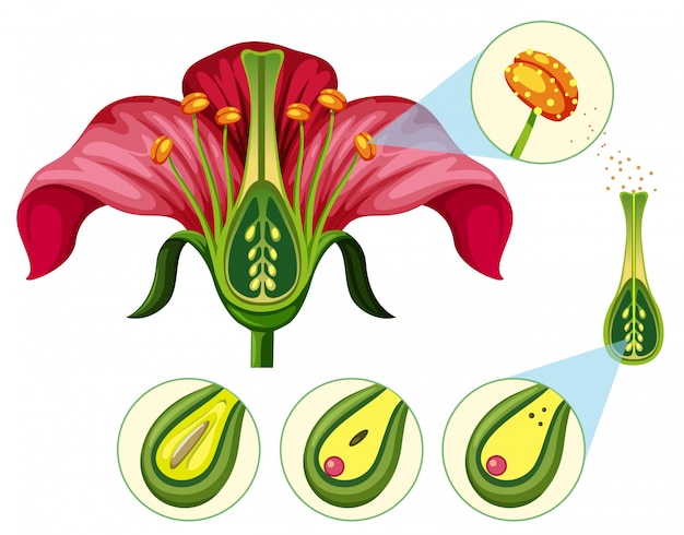 Vector Órganos florales y piezas de reproducción