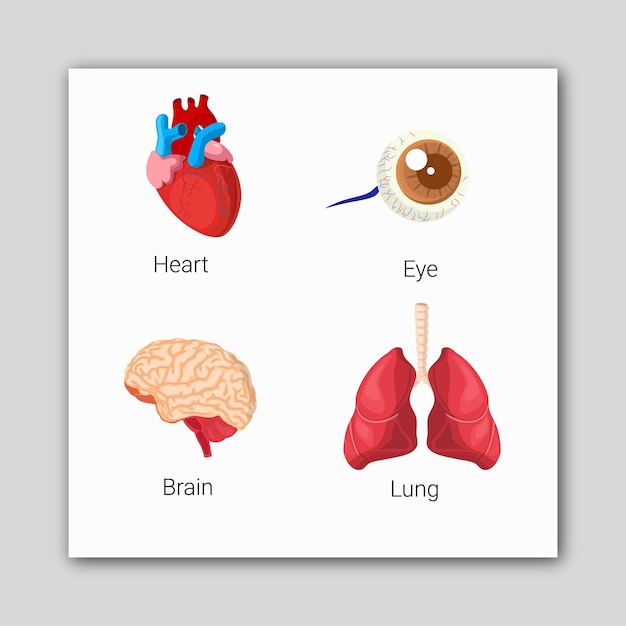 Vector Órganos humanos corazón cerebro pulmones ojo ilustración vector