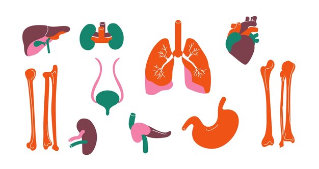 Órganos humanos Cuerpo interno estilizado hígado riñón hueso corazón páncreas pulmón anatomía humana infografía donante y concepto de trasplante Conjunto de vectores